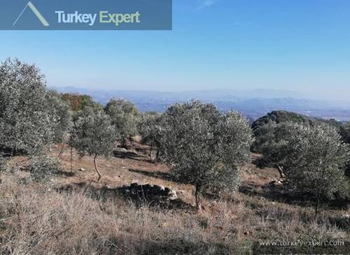 2.6 hectares agricultural land for sale in Turkey, containing 1000 olive trees, generates income
